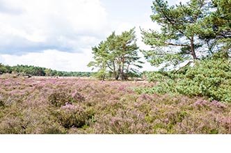 Omgeving Vierhouten en de Veluwe